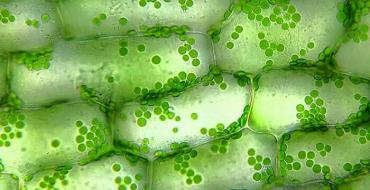 Хлоропласты: строение и функции
